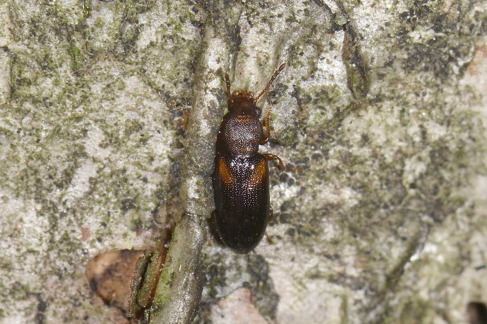 Lissodema denticolle - Salpingidae